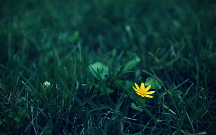 nature, Flowers, Grass, Macro, Depth, Of, Field HD Wallpaper Desktop Background