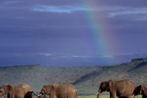 nature, Animals, Wildlife, Elephants, Kenya