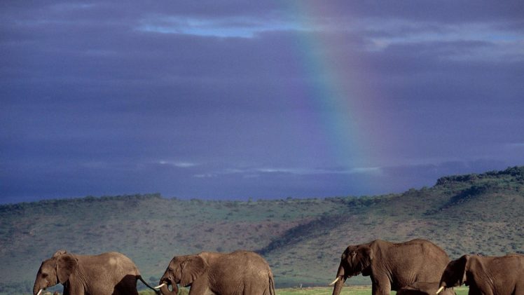nature, Animals, Wildlife, Elephants, Kenya HD Wallpaper Desktop Background