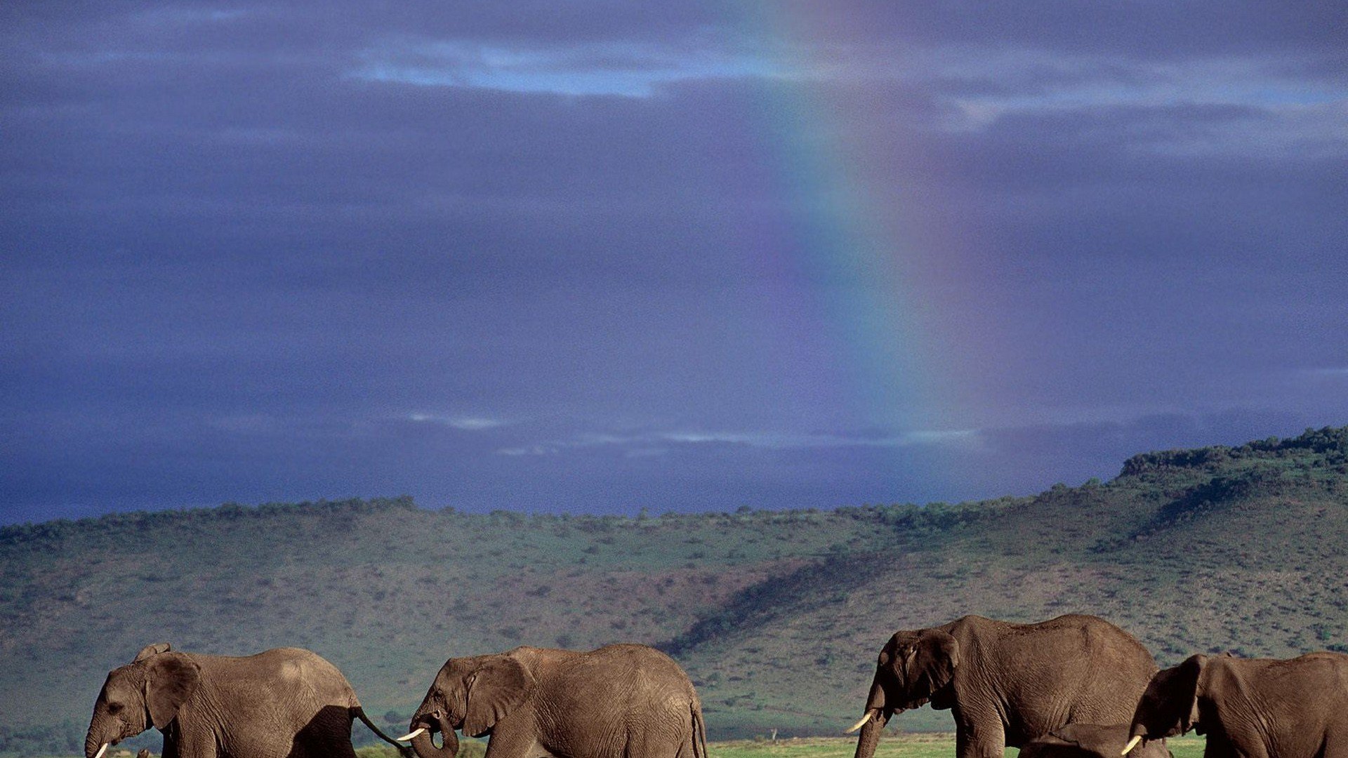nature, Animals, Wildlife, Elephants, Kenya Wallpaper