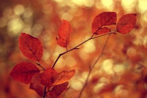 nature, Autumn, Leaves, Macro, Depth, Of, Field