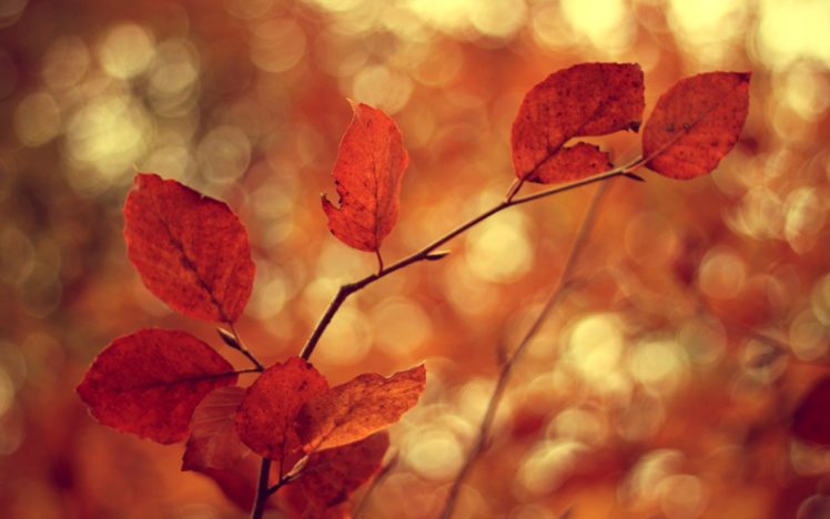 nature, Autumn, Leaves, Macro, Depth, Of, Field HD Wallpaper Desktop Background