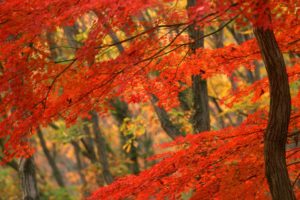 nature, Trees, Autumn, Forests, Leaves, Woods