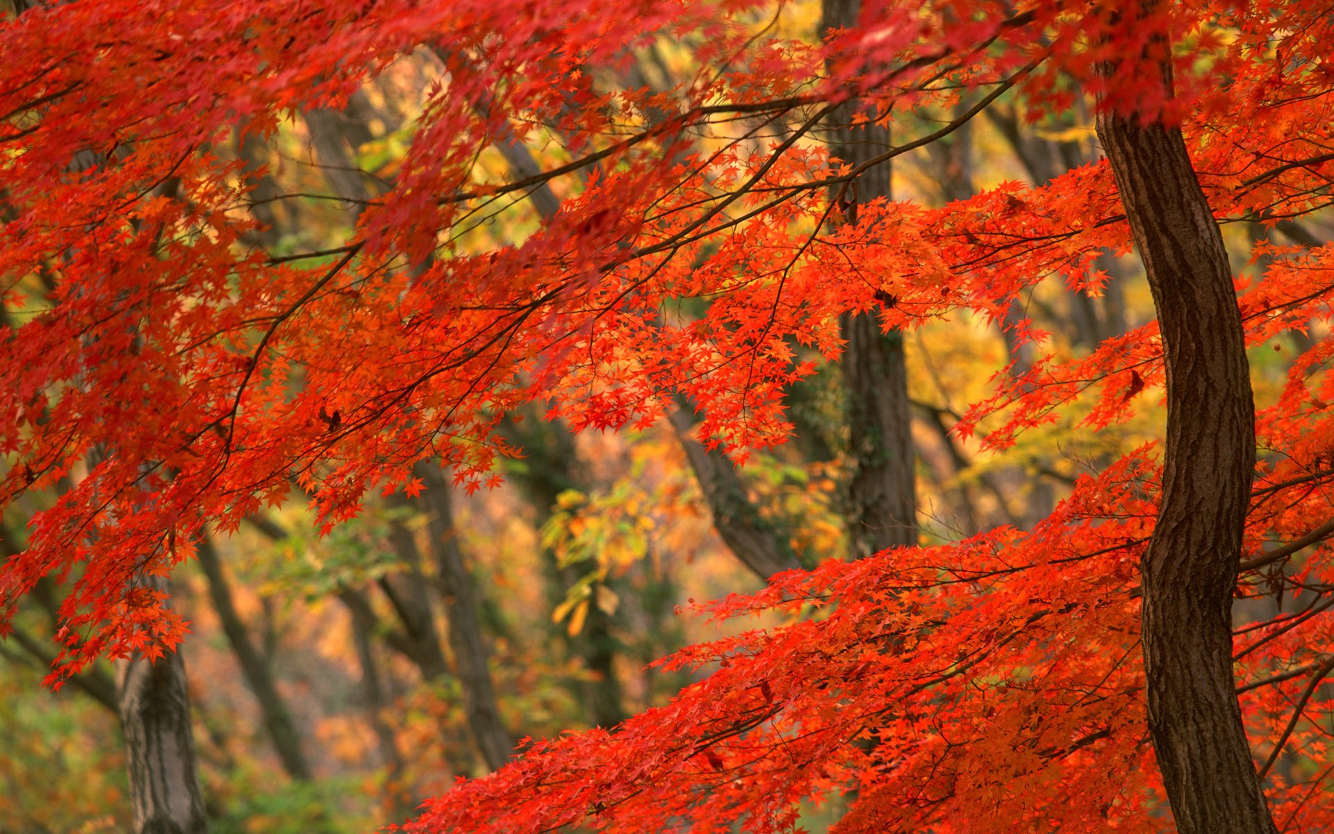 nature, Trees, Autumn, Forests, Leaves, Woods Wallpaper