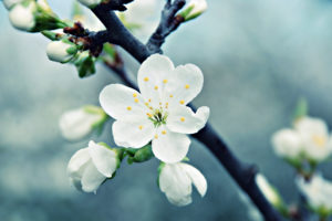 blossom, Trees, Fruit