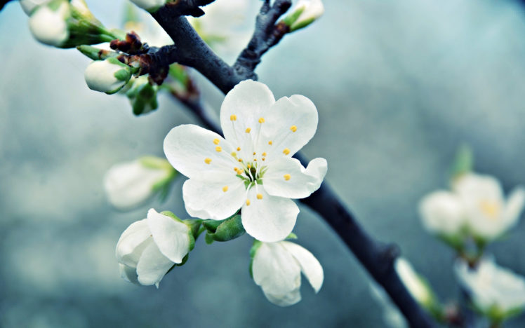 blossom, Trees, Fruit HD Wallpaper Desktop Background