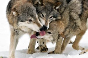 animals, National, Geographic, Wolves
