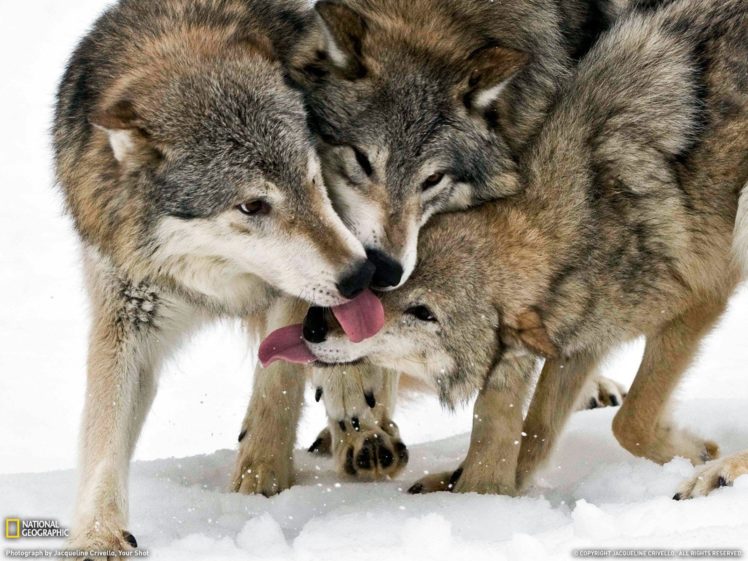 animals, National, Geographic, Wolves HD Wallpaper Desktop Background