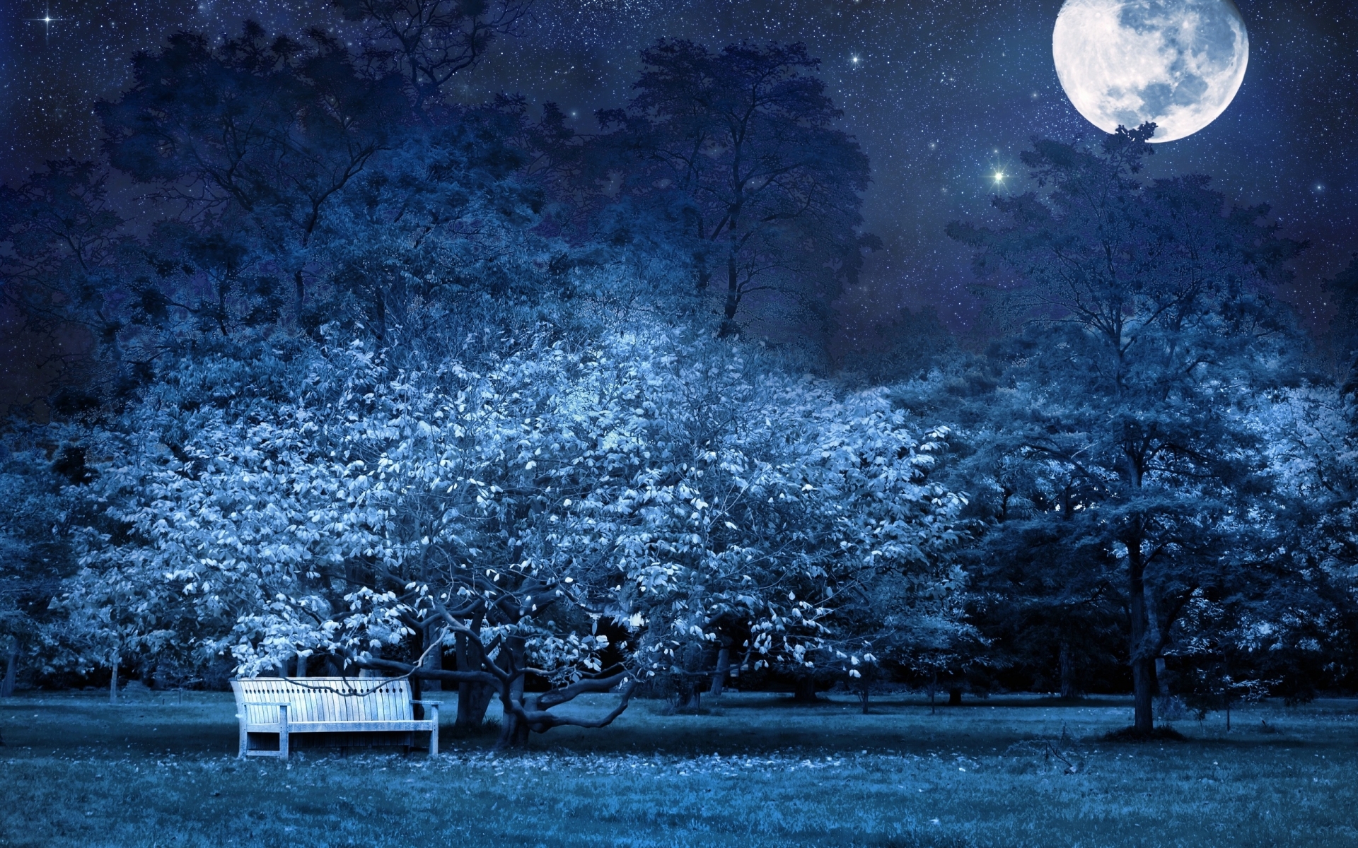 night, Bench, Park, Trees, Stars, Full, Moon, Sky, Light, Darkness