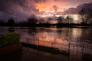 flood, Fence, Gate, Swan, Bird, Water, Clouds, Trees, Sky, Sunset, Sunrise, Clouds