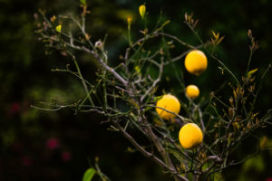 lemon, Tree