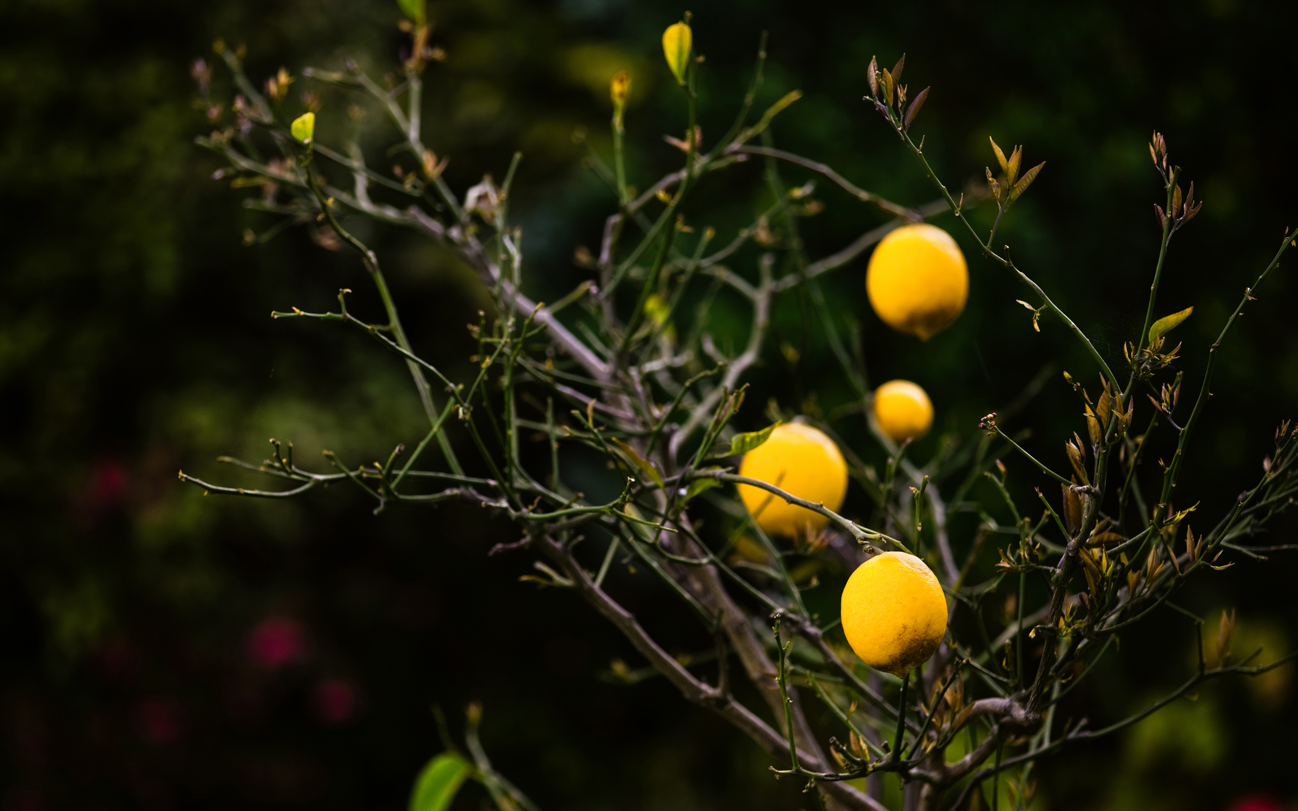 lemon, Tree Wallpaper