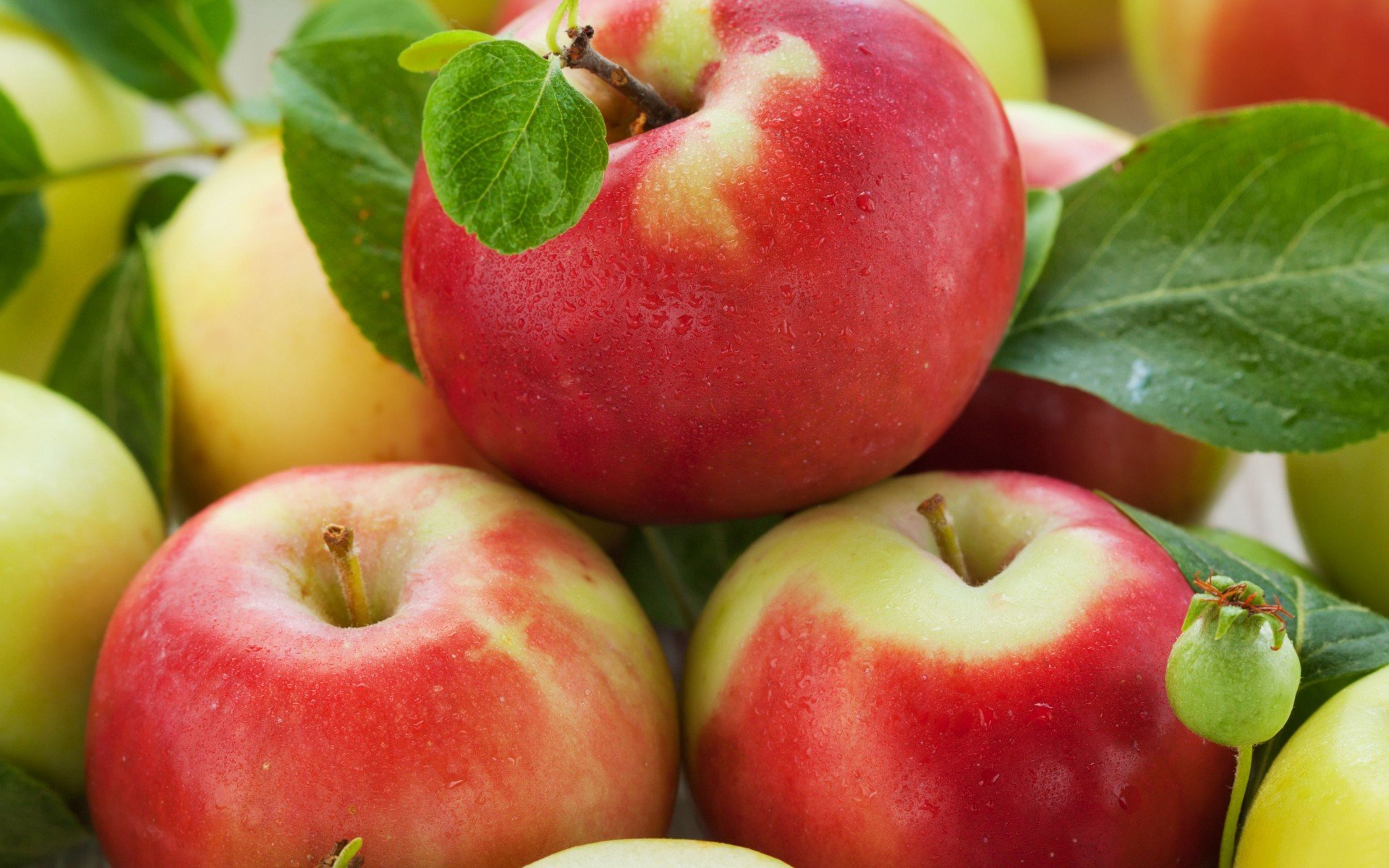 fruits, Apples Wallpaper