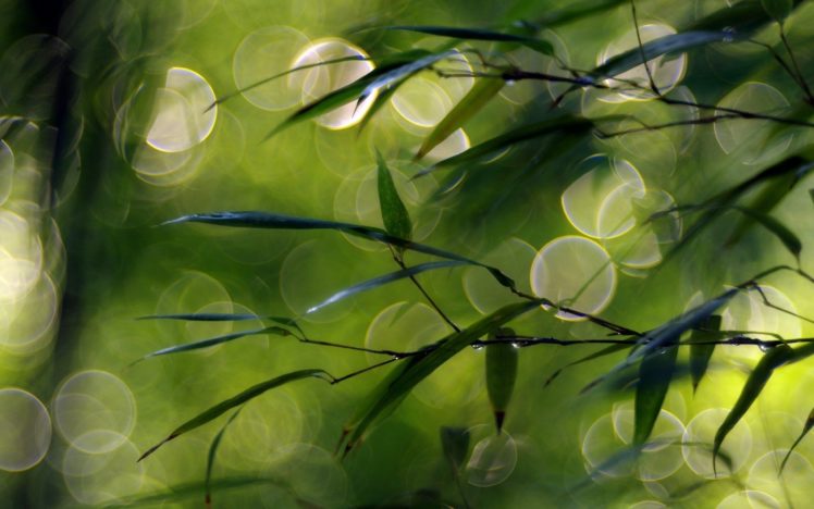 green, Nature, Trees, Depth, Of, Field HD Wallpaper Desktop Background