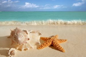 water, Sand, Starfish, Seashells