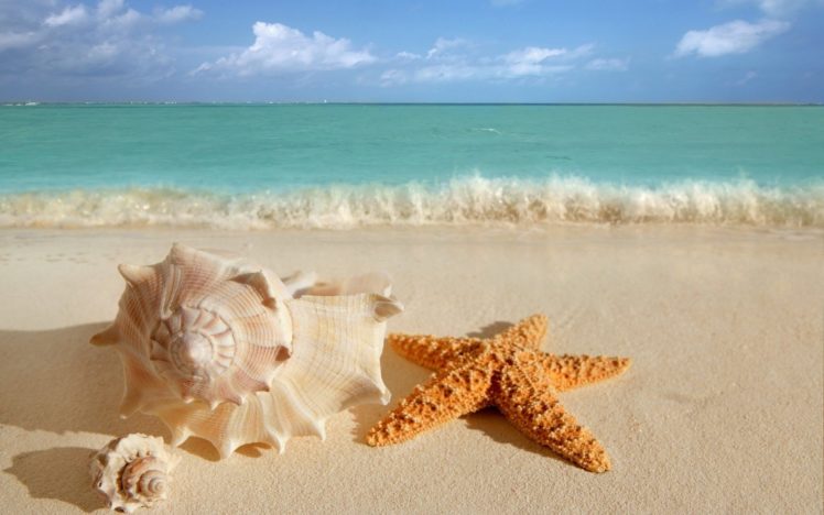 water, Sand, Starfish, Seashells HD Wallpaper Desktop Background