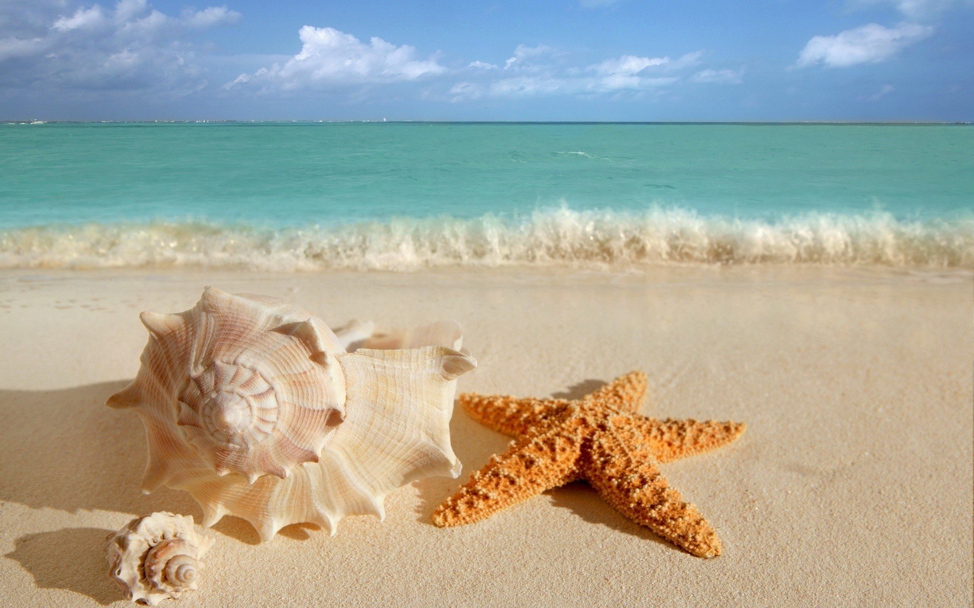 water, Sand, Starfish, Seashells Wallpaper