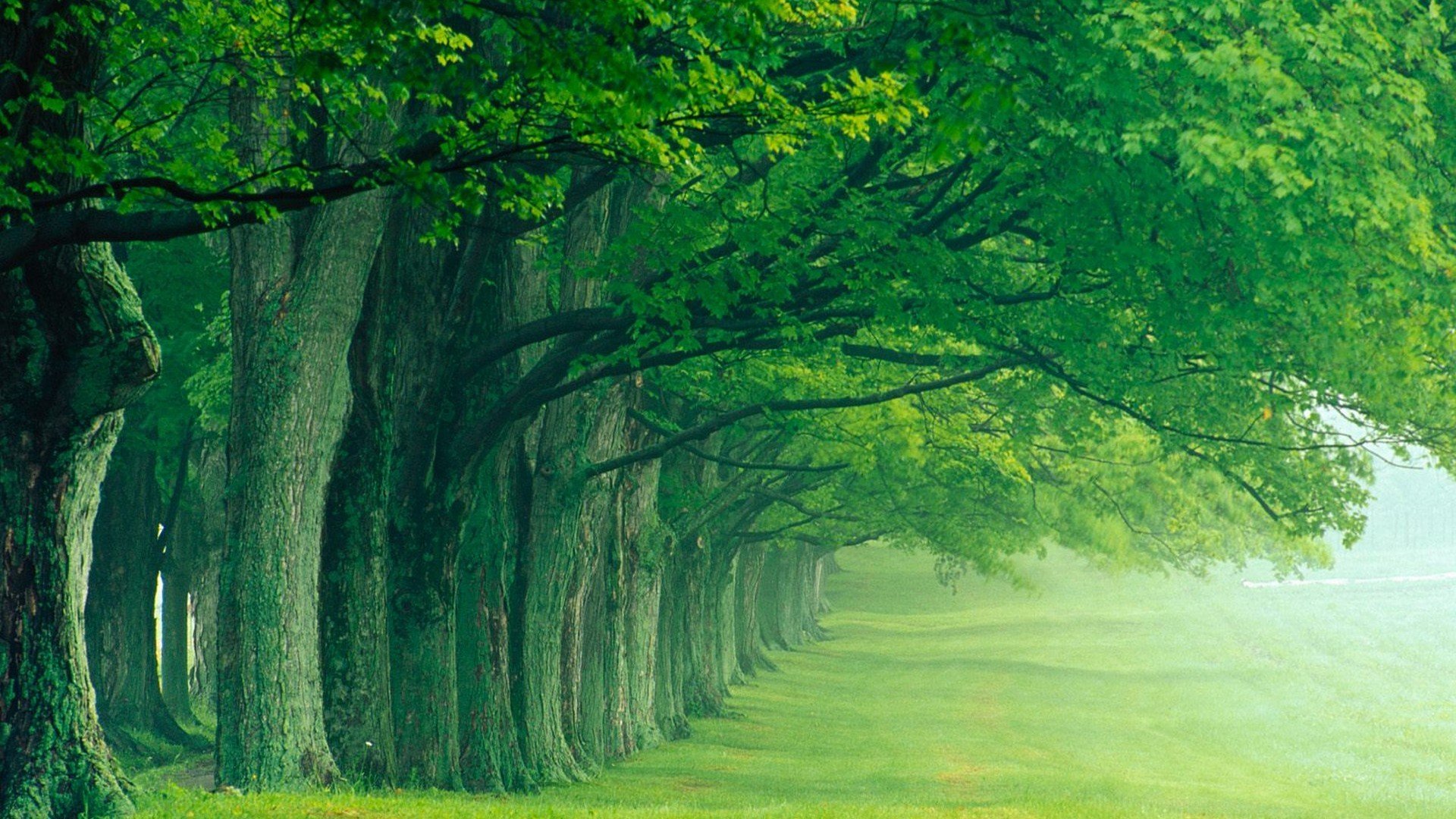 green, Nature, Trees, Summer, Louisville Wallpaper