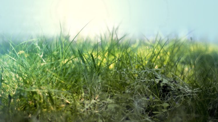 nature, Grass, Deviantart, Artwork, Macro, Depth, Of, Field HD Wallpaper Desktop Background