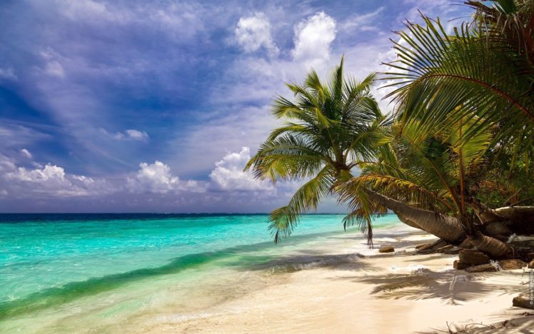 ocean, Palm, Trees, Beaches HD Wallpaper Desktop Background