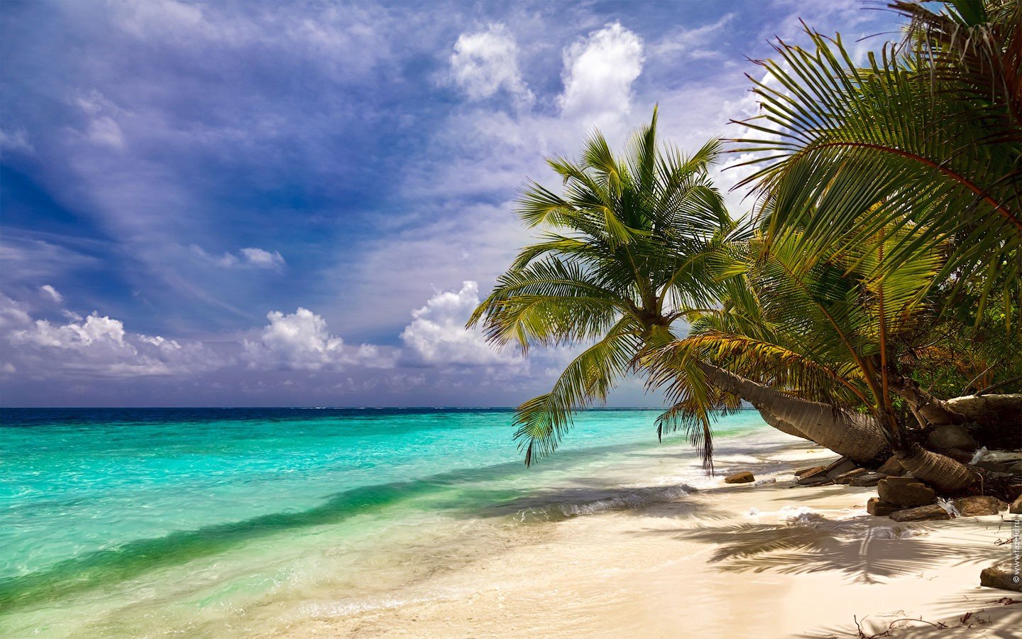 ocean, Palm, Trees, Beaches Wallpaper