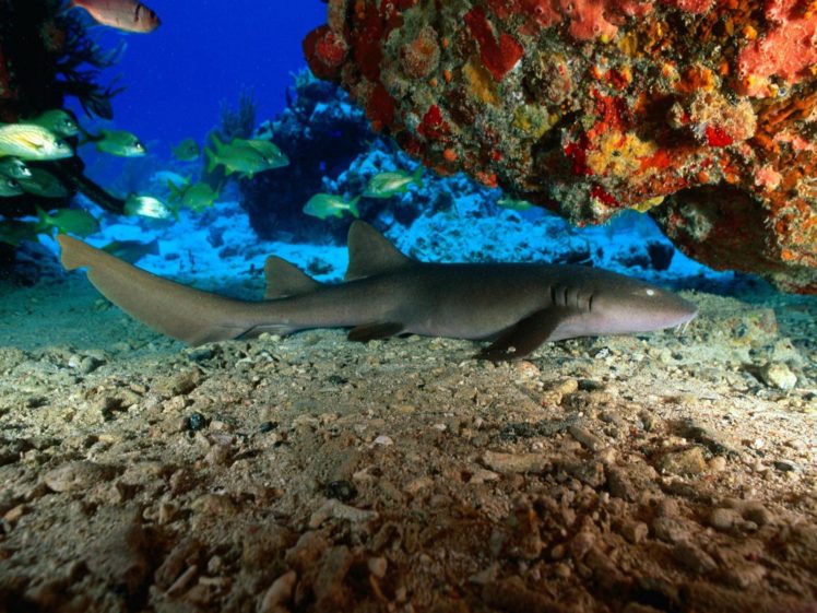 animals, Fish, Sharks, Underwater HD Wallpaper Desktop Background