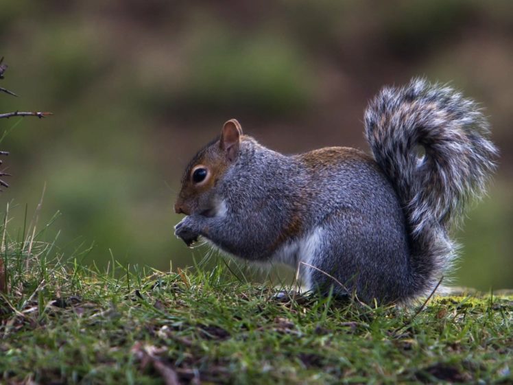 animals, Squirrels, Eating HD Wallpaper Desktop Background