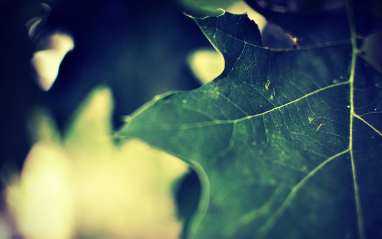 green, Leaf, Macro HD Wallpaper Desktop Background