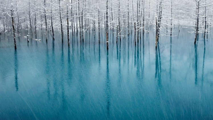 nature, Winter, Trees, Forests HD Wallpaper Desktop Background