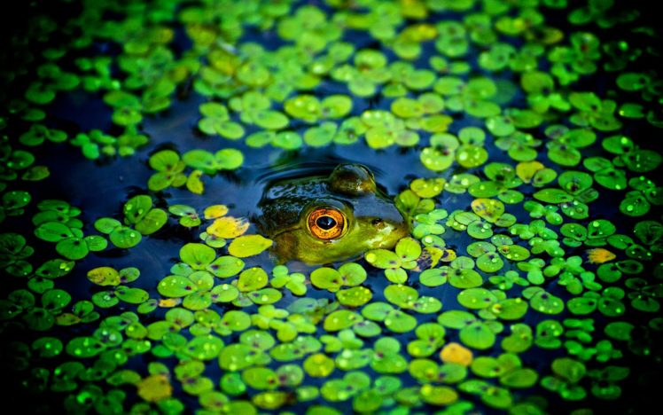 leaves, Frogs, Amphibians HD Wallpaper Desktop Background