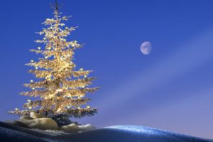 trees, Germany, Christmas, Bavaria