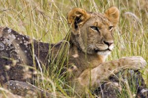 animals, Mara, Male, Africa, Lions, Kenya