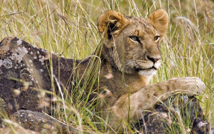 animals, Mara, Male, Africa, Lions, Kenya HD Wallpaper Desktop Background