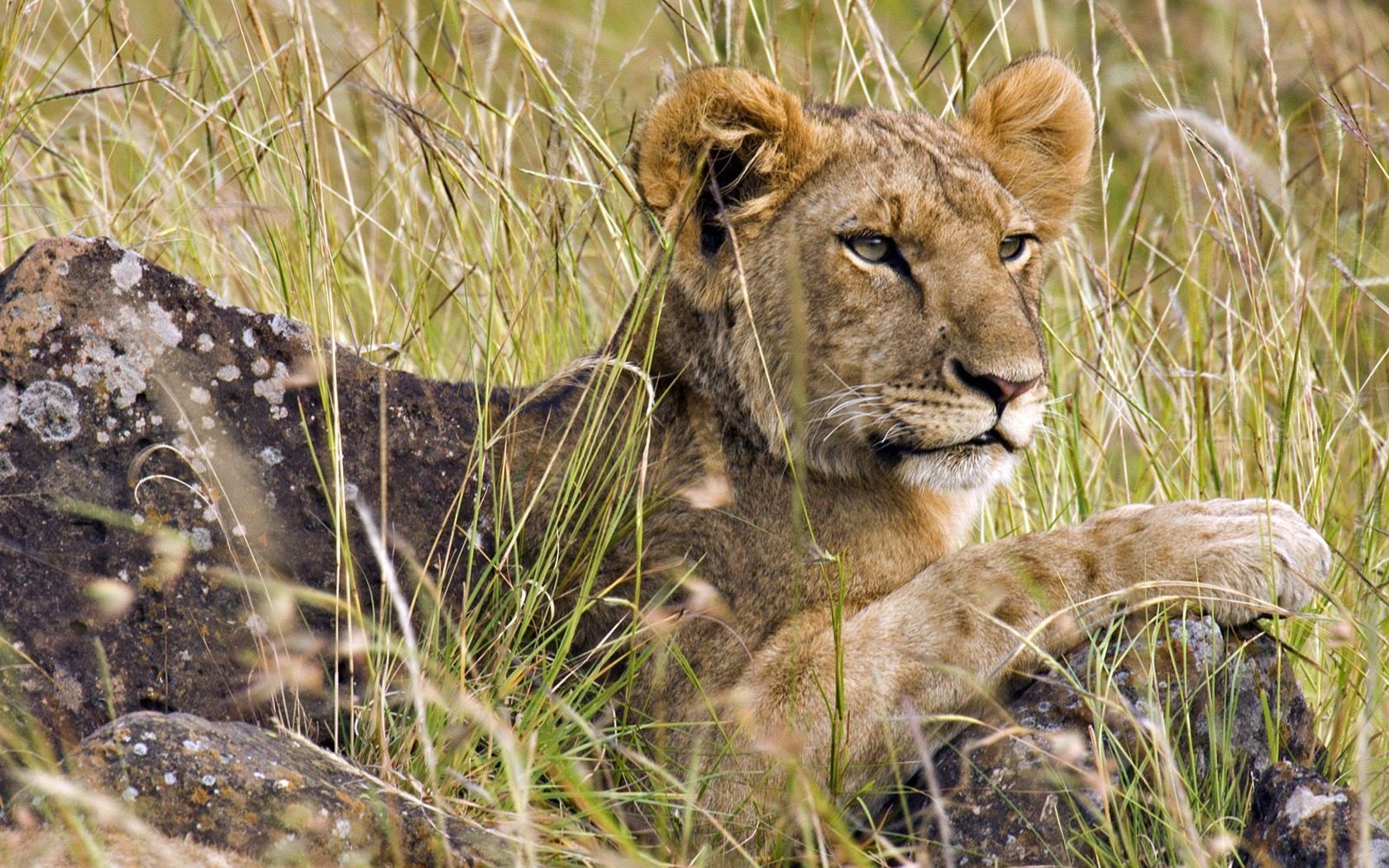 animals, Mara, Male, Africa, Lions, Kenya Wallpaper