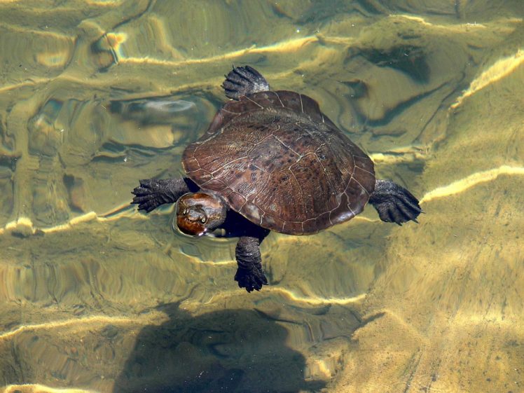 nature, Animals, Turtles HD Wallpaper Desktop Background