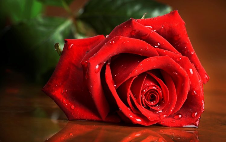 love, Romance, Mood, Roses, Flowers, Drops HD Wallpaper Desktop Background