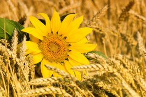sunflowers, Wheat, Grass, Macro