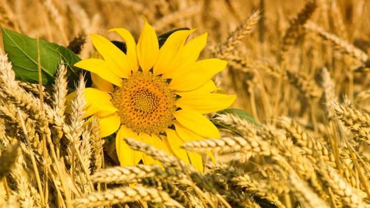 sunflowers, Wheat, Grass, Macro HD Wallpaper Desktop Background