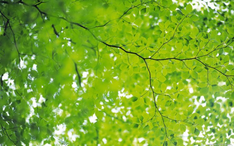 green, Nature, Leaves, Depth, Of, Field HD Wallpaper Desktop Background