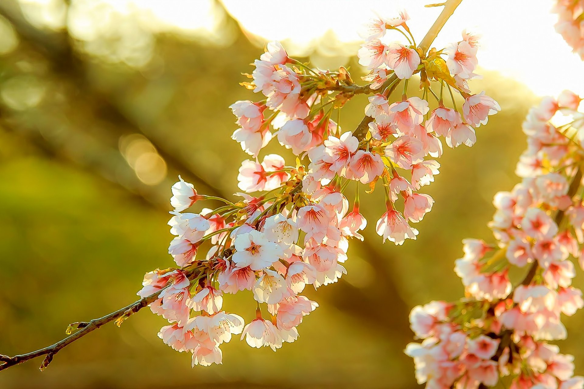 color, Blossom, Flower, Tree, Fruit Wallpapers HD / Desktop and Mobile  Backgrounds