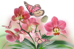 flowers, Butterflies, Butterfly, Soft, Bokeh