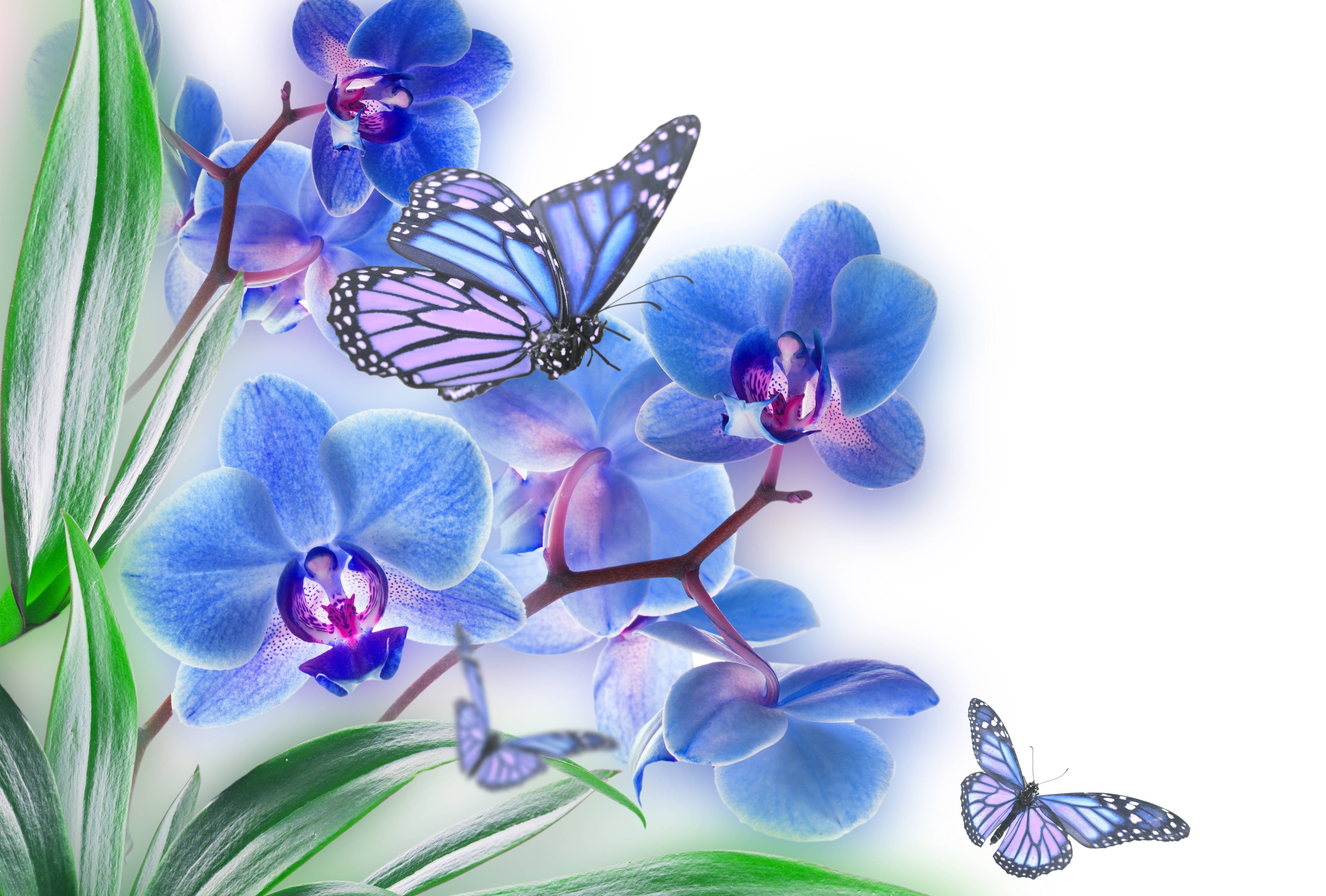 flowers, Butterflies, Butterfly, Soft, Bokeh Wallpaper