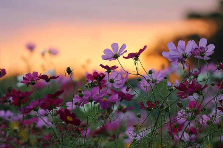 flowers, Beauty, Nature, Sunset, Macro, Bokeh HD Wallpaper Desktop Background