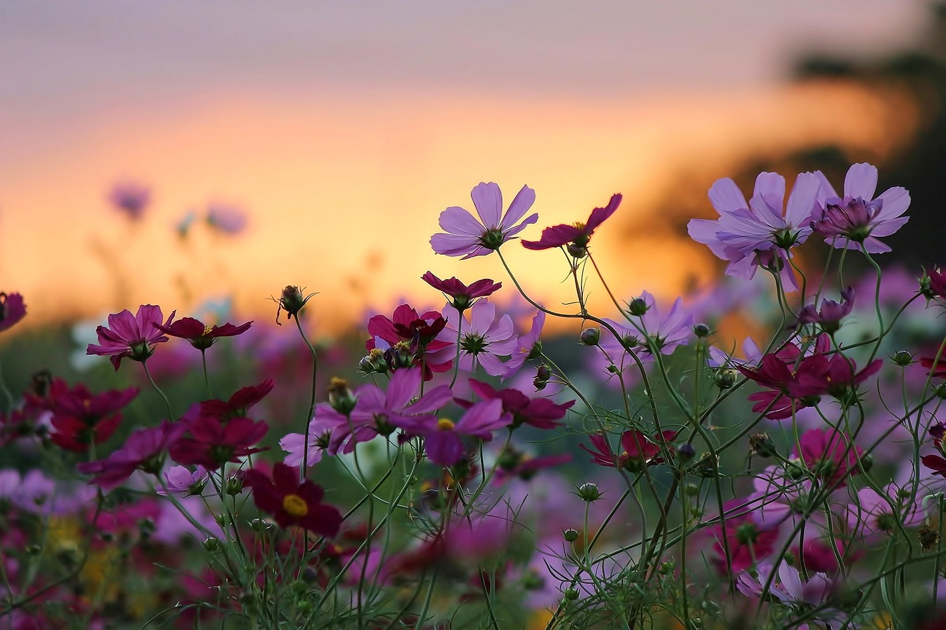 flowers, Beauty, Nature, Sunset, Macro, Bokeh Wallpaper