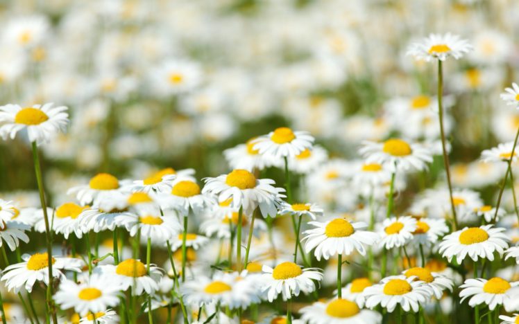 flowers, Field, Daisies, Meadow, Prairie, Bokeh HD Wallpaper Desktop Background