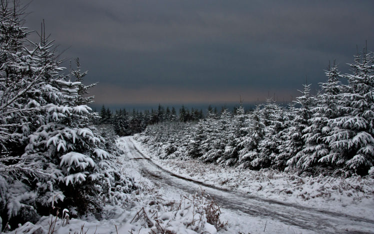nature, Landscapes, Winter, Trees, Snow HD Wallpaper Desktop Background