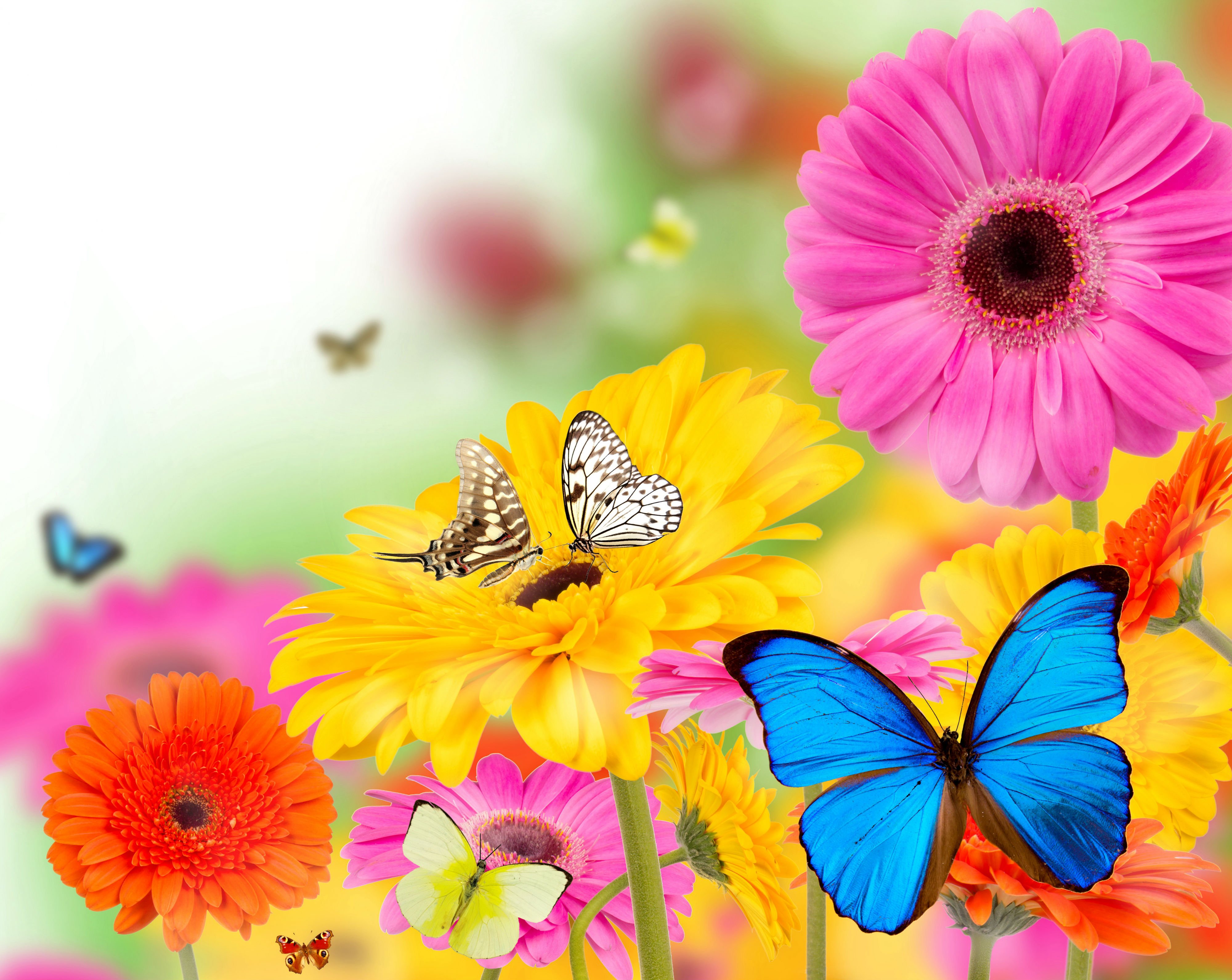 gerberas, Butterflies, Flowers, Butterfly, Bokeh, Summer, Spring Wallpaper