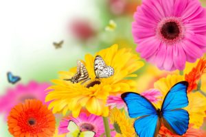 gerberas, Butterflies, Flowers, Butterfly, Bokeh, Summer, Spring