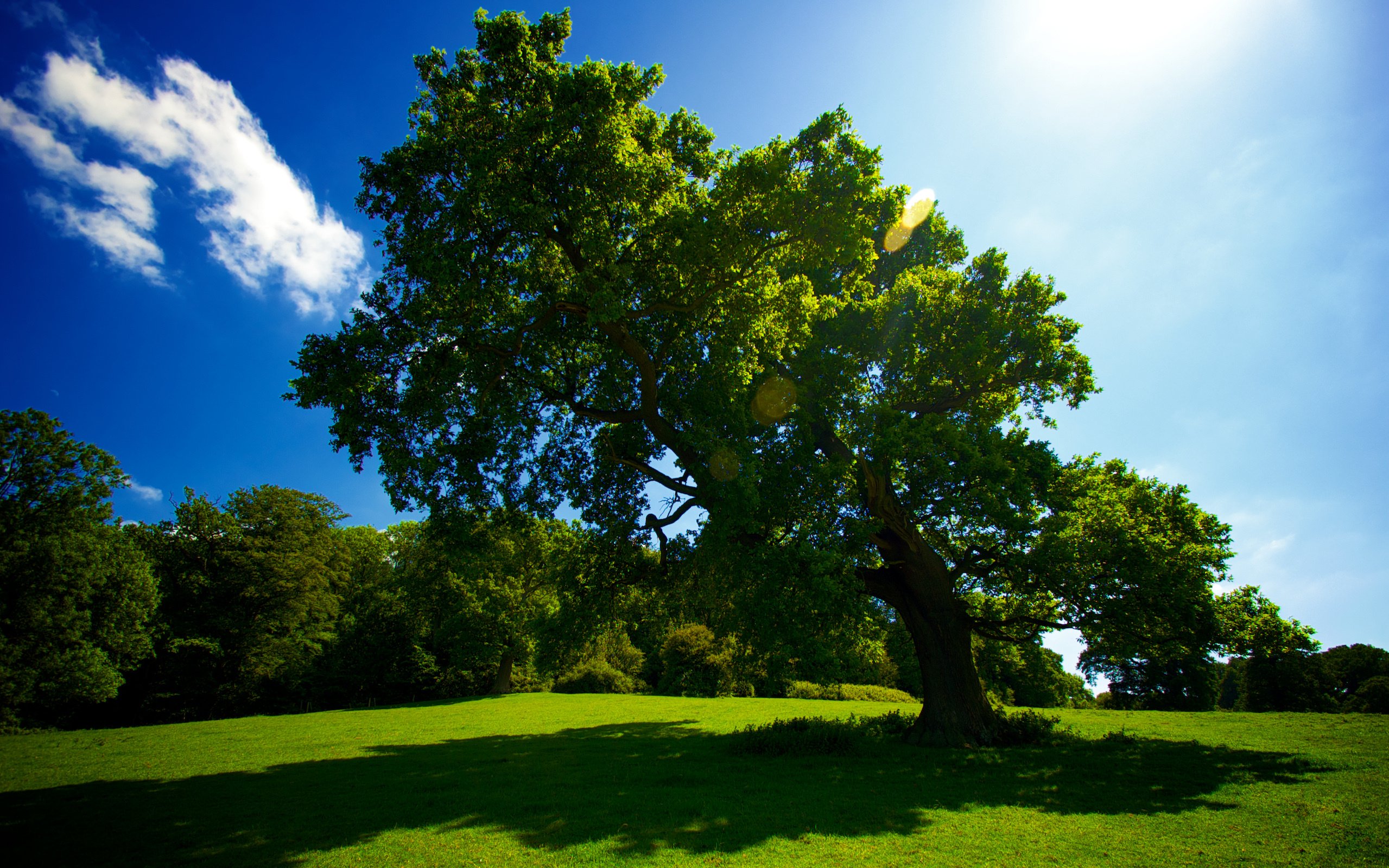 nature, Tree, Grass, Meadow, Sun, Sky, Trees, Summer Wallpaper