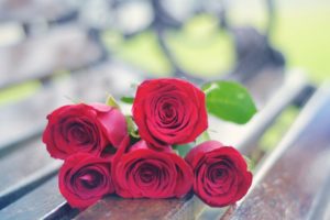 rose, Flowers, Flower, Rose, Red, Bokeh, Valentine